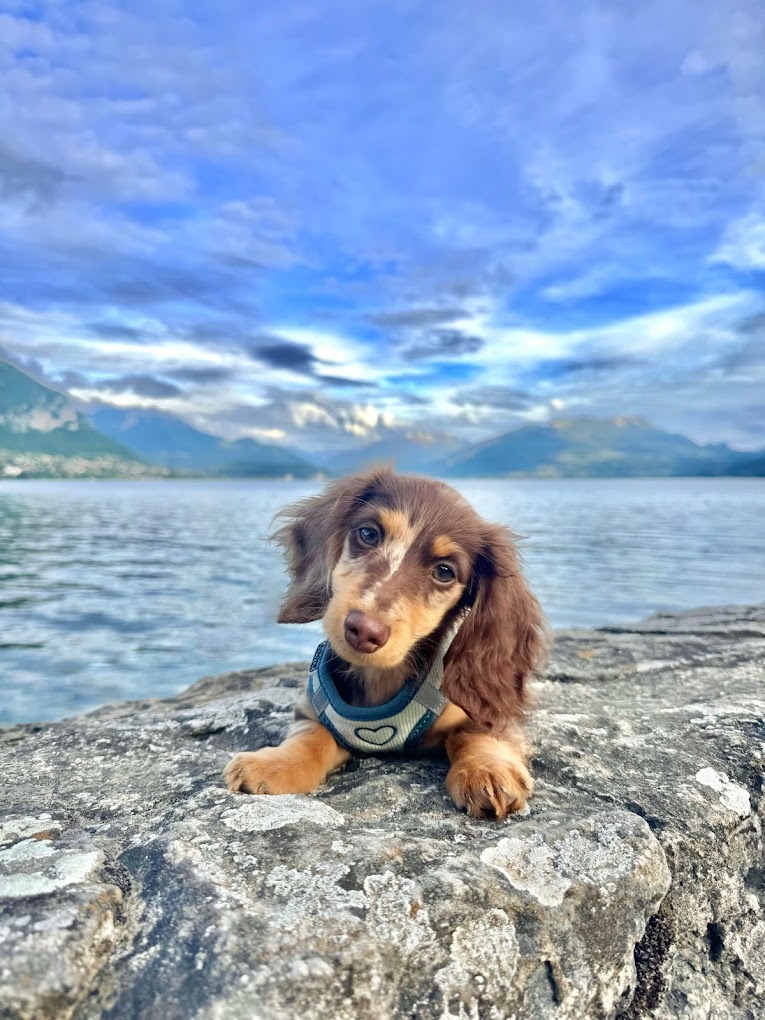 Jeune teckel à poil long au bord d'un lac