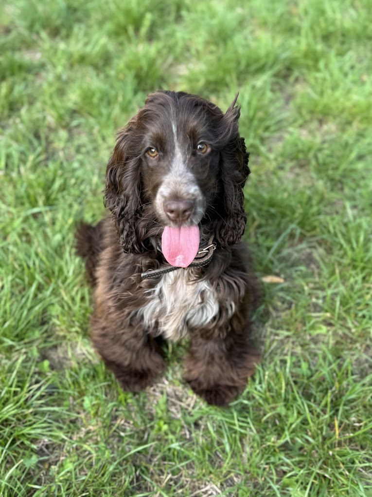 Cocker anglais attentif pendant une séance